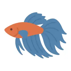 Colorful red betta fish swimming