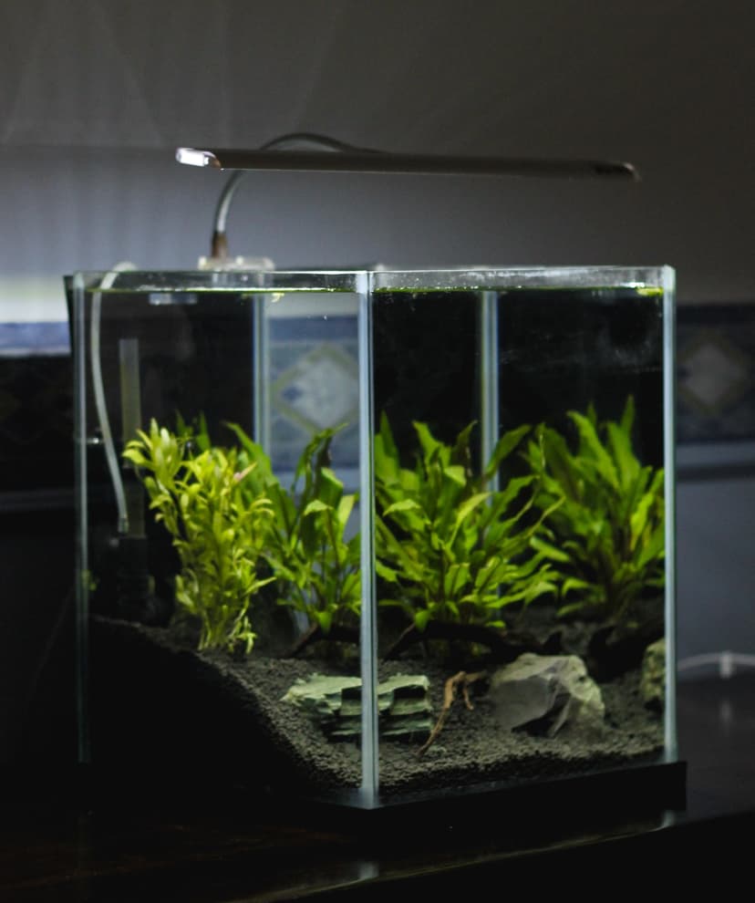 cube aquarium