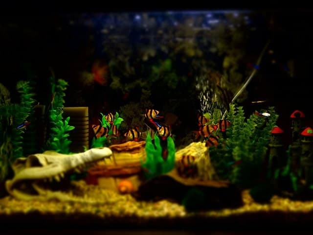 Complete Aquarium Checklist for Beginners