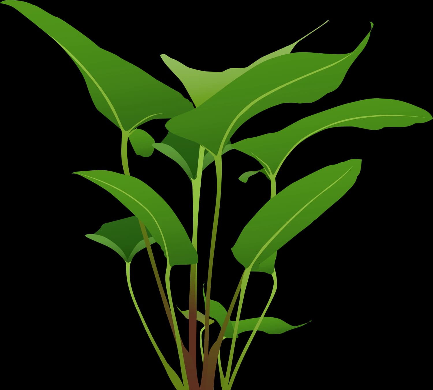 Green aquatic plant with broad leaves