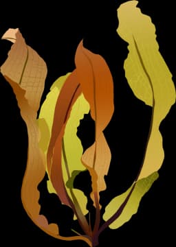 Aponogeton boivinianus