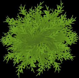 Java Moss (Taxiphyllum Barbieri)