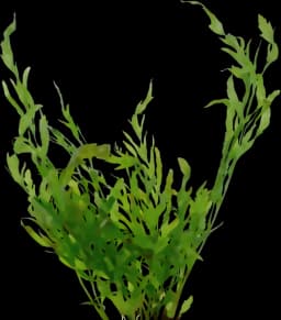 African Water Fern (Bolbitis heudelotii)