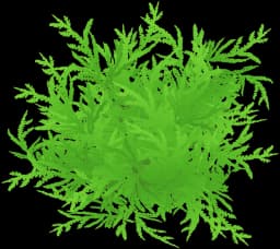 Christmas moss (Vesicularia montagnei)