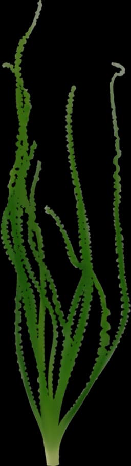 Crinum calamistratum