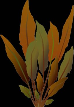 Cryptocoryne usteriana