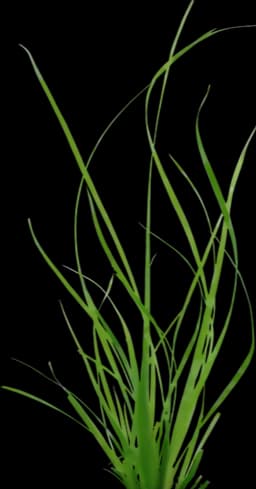 Cyperus helferi