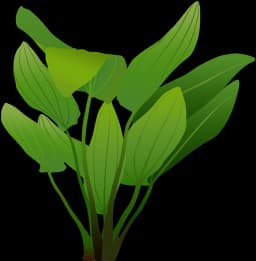 Echinodorus 'Aquartica'