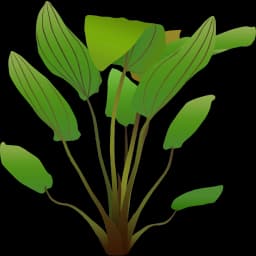 Echinodorus 'Barthii'