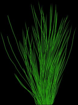 Dwarf Hairgrass (Eleocharis acicularis)