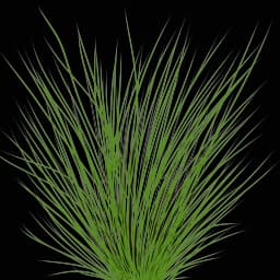 Dwarf Hairgrass (Eleocharis parvula)