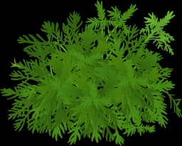 Water Violet (Hottonia palustris)