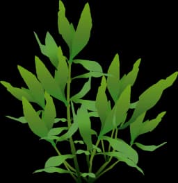 Dwarf Hygrophila (Hygrophila polysperma)