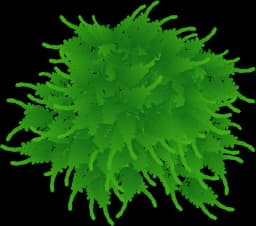 Java Moss (Taxiphyllum barbieri)