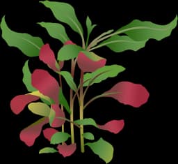 Cardinal Flower (Lobelia cardinalis)