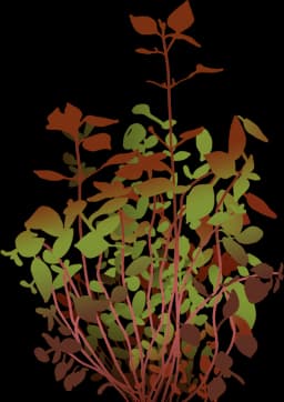 Marsh Purslane (Ludwigia palustris)