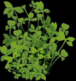 Rough Waterclover (Marsilea hirsuta)