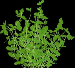 Giant Baby Tears (Micranthemum umbrosum)