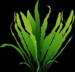 Java Fern (Microsorum pteropus)