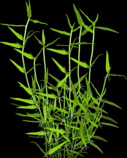 Murdannia Green Keisak Bamboo