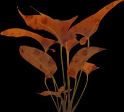 Tiger Lotus (Nymphaea lotus)