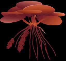 Red Root Floater (Phyllanthus fluitans)