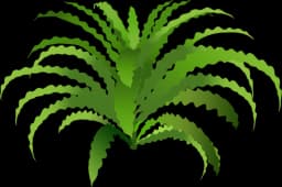 Downoi (Pogostemon helferi)