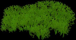 Floating Crystalwort (Riccia fluitans)