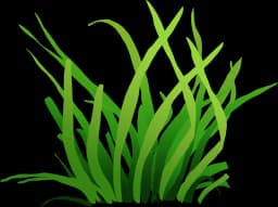 Dwarf Sagittaria (Sagittaria subulata)