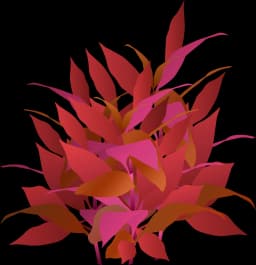 Alternanthera reineckii 'Mini'