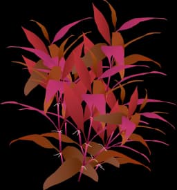Alternanthera reineckii