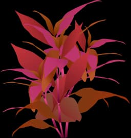 Alternanthera reineckii 'Rosanervig'