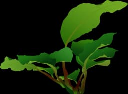 Anubias barteri 'Coffeifolia'