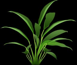 Anubias barteri var. angustifolia