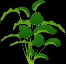 Anubias barteri var. barteri