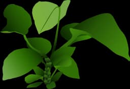 Anubias barteri var. caladiifolia