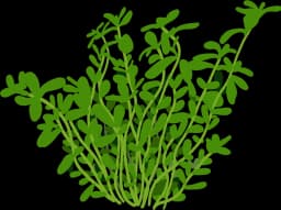 Compact Water Hyssop (Bacopa monnieri)