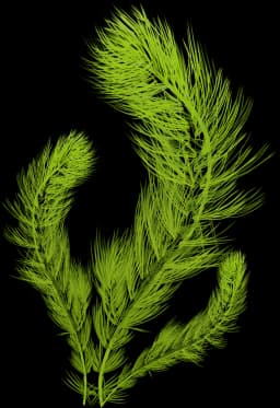 Foxtail Hornwort (Ceratophyllum demersum)