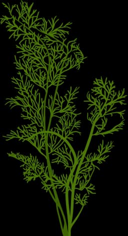 Water Sprite (Ceratopteris thalictroides)