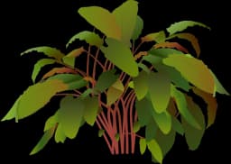 Cryptocoryne wendtii 'Tropica'