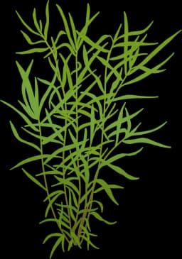Stargrass (Heteranthera zosterifolia)