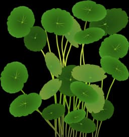 Whorled Pennywort (Hydrocotyle verticillata)