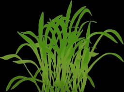 Micro Sword (Lilaeopsis brasiliensis)