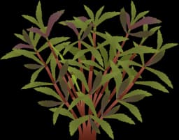 Limnophila hippuridoides
