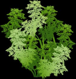 Asian Marshweed (Limnophila sessiliflora)