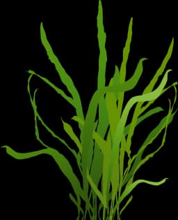Java Fern - Narrow (Microsorum pteropus)