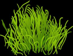Utricularia Graminifolia