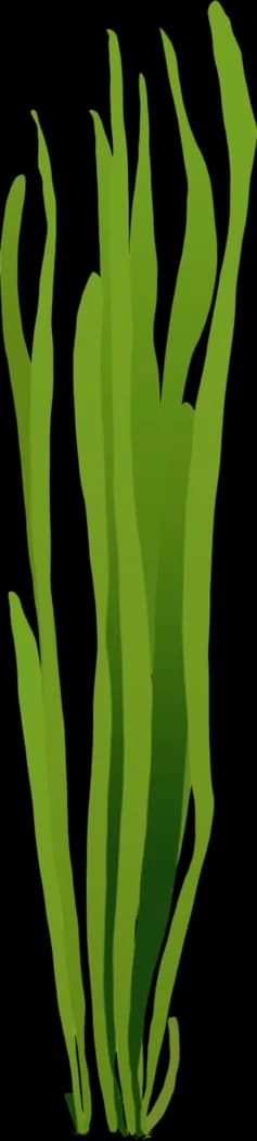 Vallisneria americana 'Natans'
