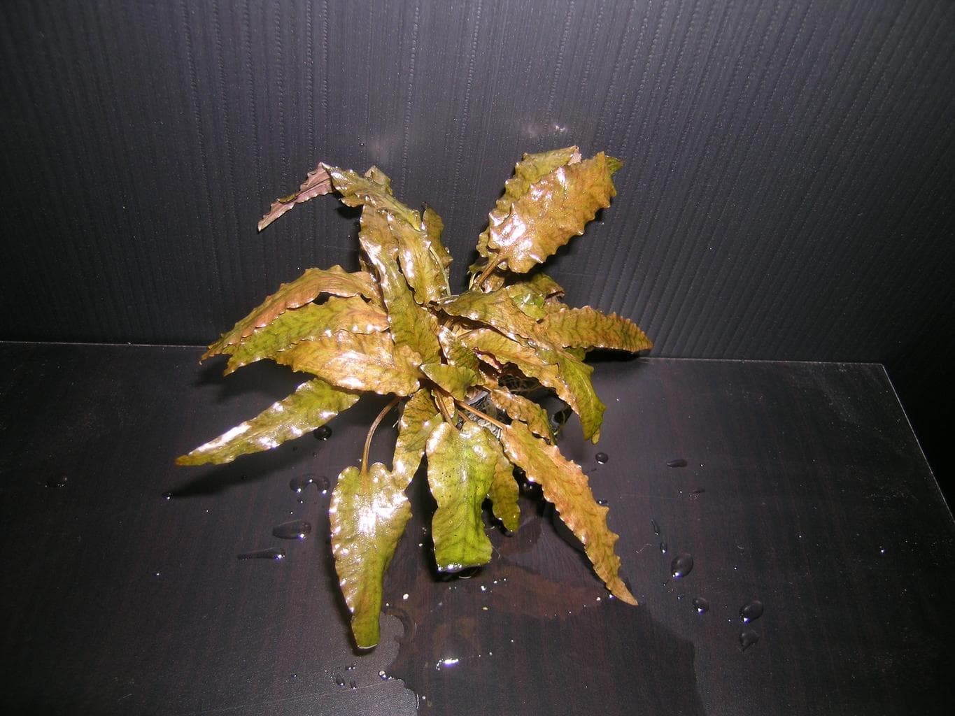 Cryptocoryne wendtii