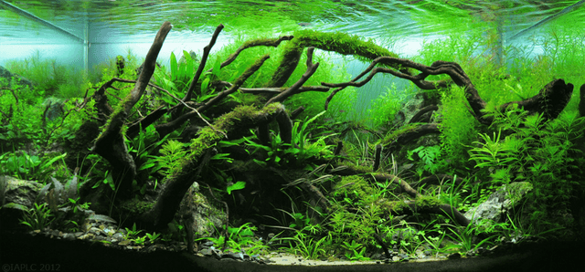 plantedaquarium2